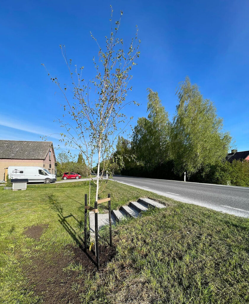 Växtplantering på Gotland, Visby